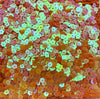 Iridescent Orange Shift Flower Glitter, Sequins Glitter, Nail Art Glitter, Flower Glitter, Resin Embellishment, Pick Your Amount, F663