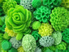 20 Piece Green Mix Flower Cabochons Grab Bag 20pc Roses Mums (DESTASH SALE)